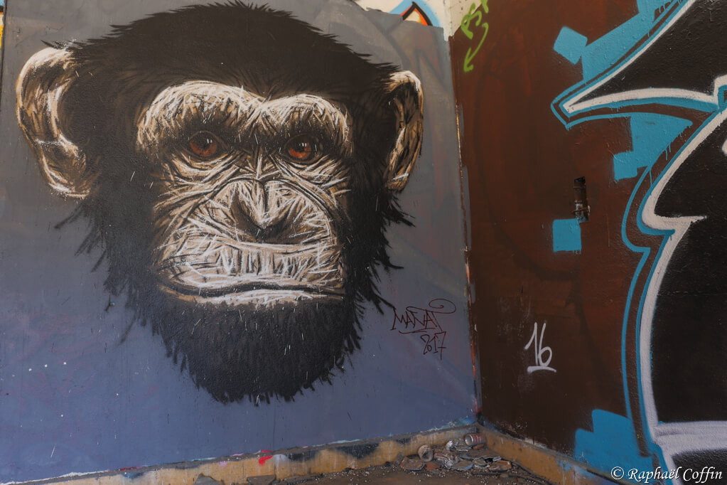 Graff tête de singe détaillée en urbex